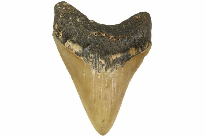 Fossil Megalodon Tooth - North Carolina #183341